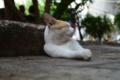 Close-up of a cat on footpath