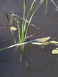 High angle view of water lilies floating on lake
