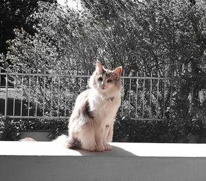 Portrait of cat on tree