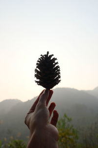 Close-up of hand holding plant against sky