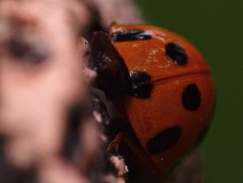 Close-up of ladybug on finger