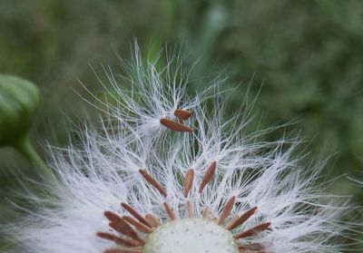 Close-up of dandelion flower