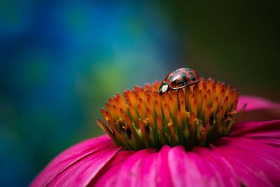 Close-up of bee pollinating on flower