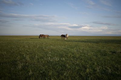 Horses in a field