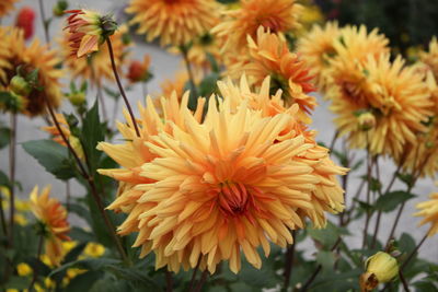 Close-up of yellow flowering plant