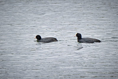 Ducks swimming in lake