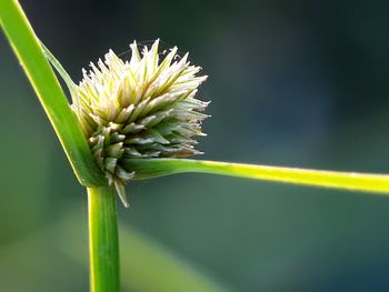 Close-up of white flower plant