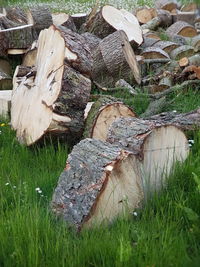 Stack of logs in grass