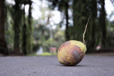 Close-up of fruit on tree