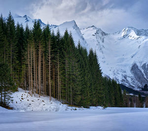 Pinetrees near stranda, norway