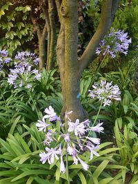 Close-up of purple flowering plants