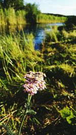 Close-up of flowers on field