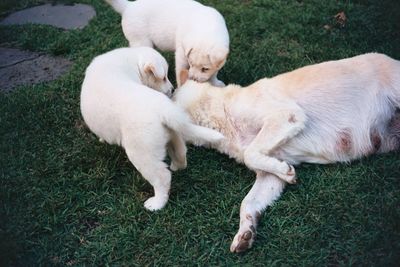 High angle view of a dog