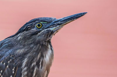 Close-up of a bird looking away