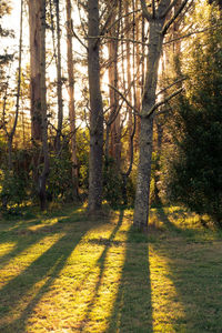 Trees in forest