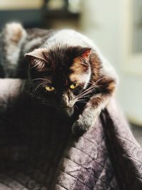 Close-up portrait of a cat at home