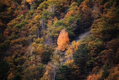 Trees in forest during autumn