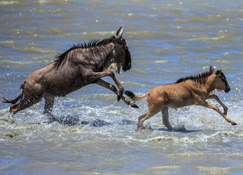 Wildebeest running in sea