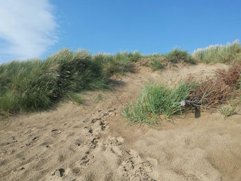 Grassy beach against blue sky