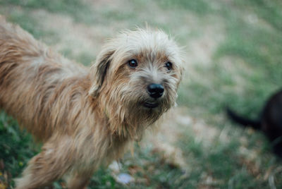 Portrait of dog standing on field