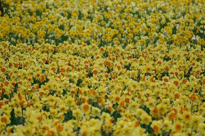 Full frame shot of daffodils blooming on field