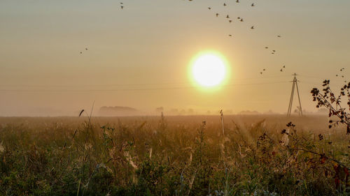 View of birds on land against sky during sunset
