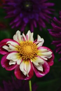 Close-up of pink flower