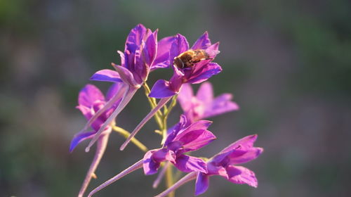 Close-up of insect on purple flower