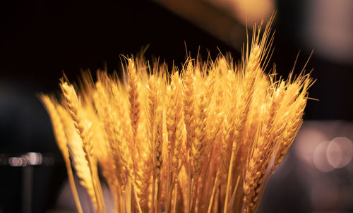 Close-up of stalks against blurred background