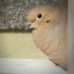 Close-up of bird