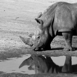 Rhinoceros standing by puddle