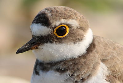 Portrait of killdeer