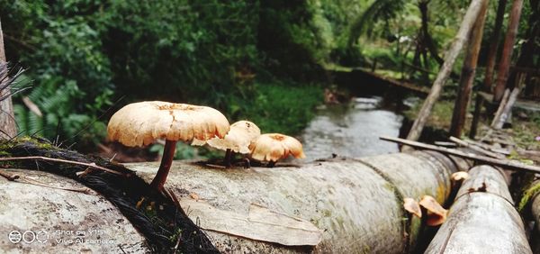 Close-up of mushrooms growing in forest