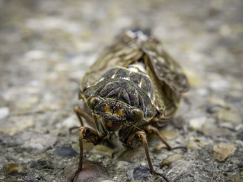 Close-up of insect on rock