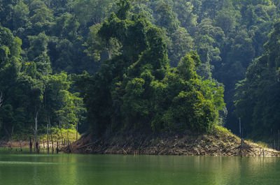 Scenic view of lake by trees in forest