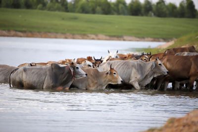View of cows on shore