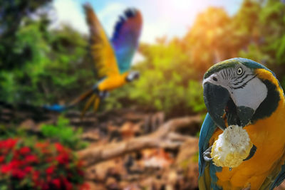 Close-up of a bird against blurred background