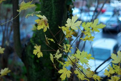 Close-up of yellow flowering plant