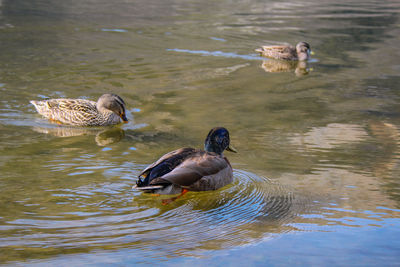 High angle view of ducks swimming in lake
