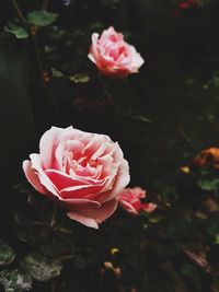 Close-up of pink rose