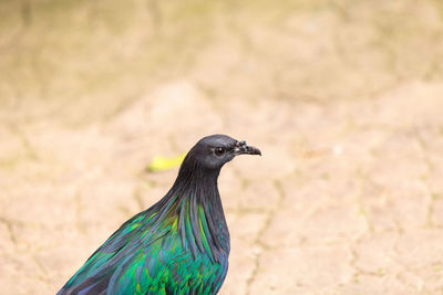 Close-up of bird perching outdoors