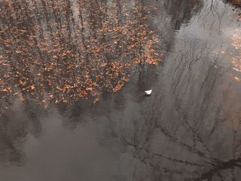 High angle view of birds swimming in lake