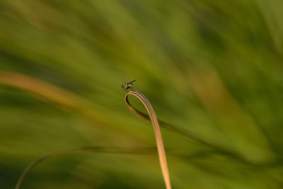 Close-up of insect on plant