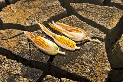 High angle view of corns on cracked field