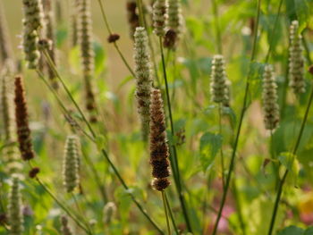 Close-up of insect on plant
