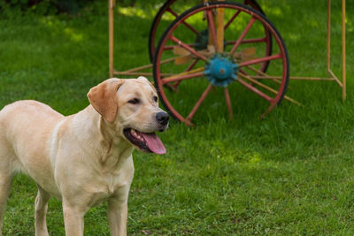Portrait of dog on field