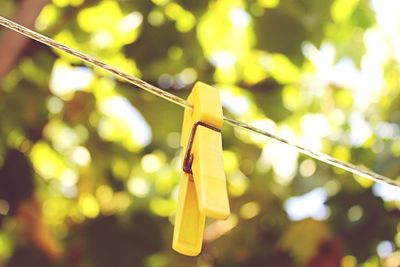 Close-up of clothespin hanging on rope against tree