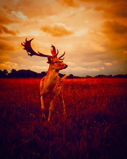 View of deer on field during sunset
