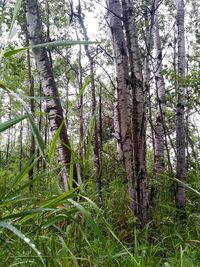 Trees in forest