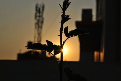 Close-up of silhouette plant against sky during sunset